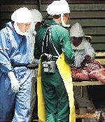 At the height of the 1999 outbreak in Bukit Pelanduk, Negri Sembilan, medical and veterinary scientists conducting an autopsy on a pig were forced to wear biohazard suits because of Nipah's lethal virulence- STAR Online