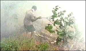 Ecosystems that took thousands of years to form are destroyed in hours - Source BBC