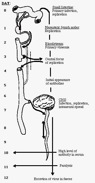 Faecal-Oral Route of transmission