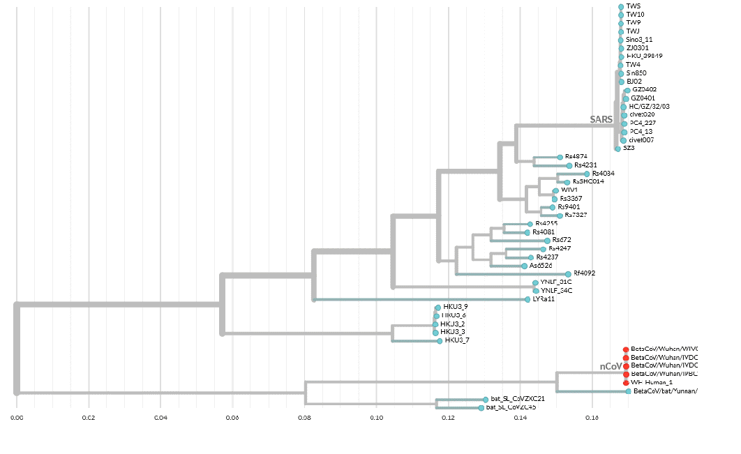 Source: Phylogeny of SARS-like betacoronaviruses including novel coronavirus (nCoV)