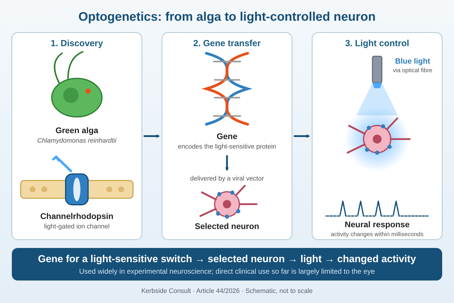 Schematic: channelrhodopsin from a green alga, gene transfer into a selected neuron, and blue light changing that neuron's activity